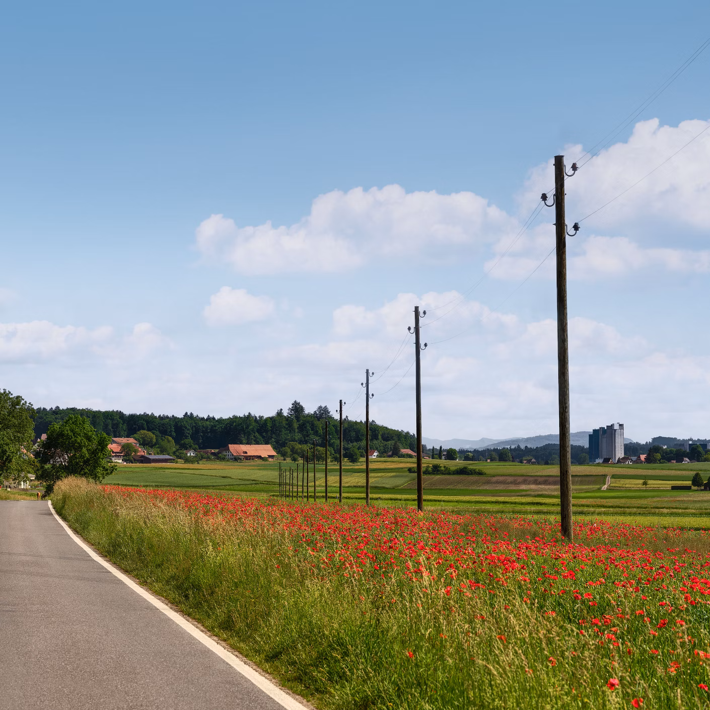 Strommasten entlang einer Landstrasse neben Feldern und rotem Blumenstreifen.